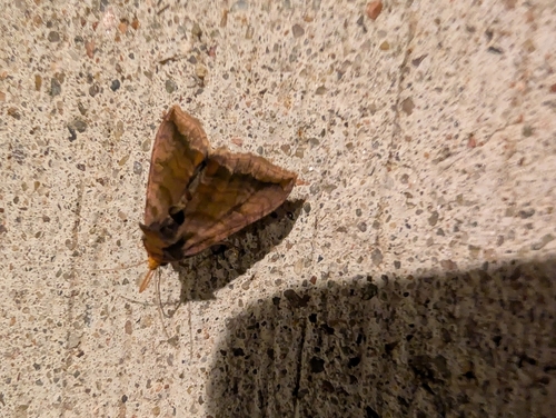 Unspotted Looper Moth