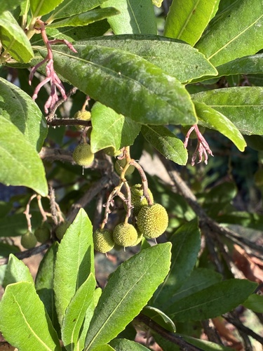 strawberry tree