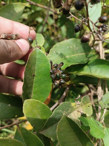 Tetracera parviflora