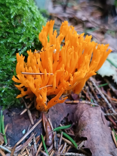 Jelly-antler