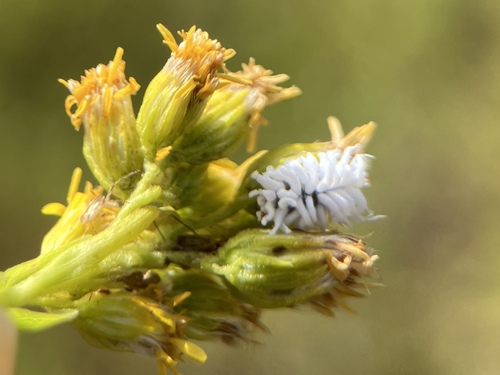 iNaturalist observation photo of Mealybug Destroyer