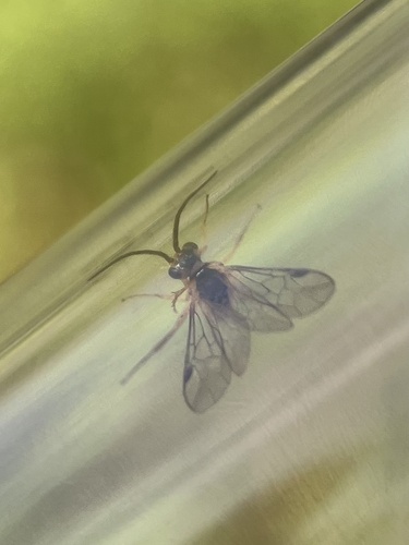 iNaturalist observation photo of Ichneumonid and Braconid Wasps
