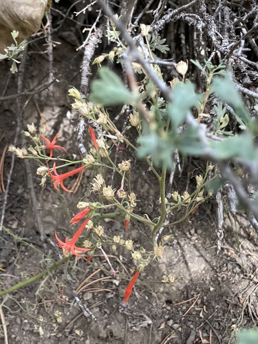 iNaturalist observation photo of Scarlet Gilia