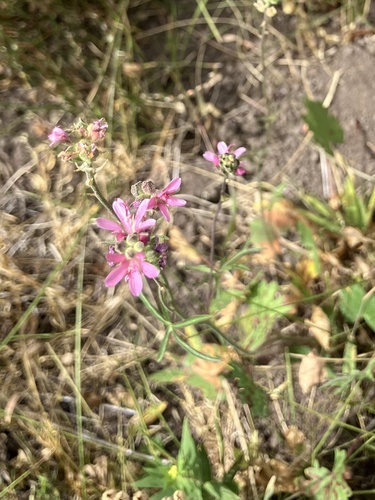 iNaturalist observation photo of Oregon Checker-mallow