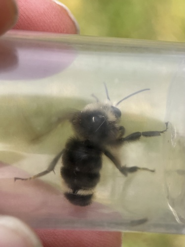 iNaturalist observation photo of Bumble Bees