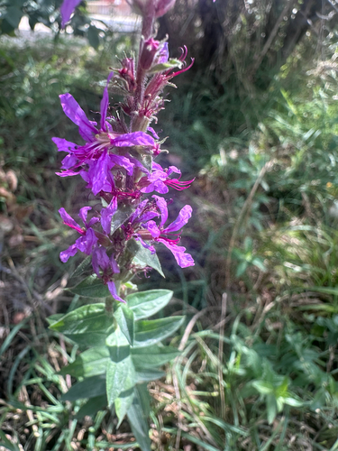 purple loosestrife