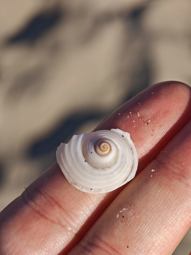 Giant Tun Snail