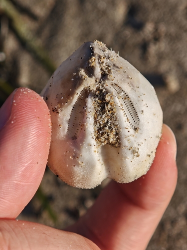 Ova canalifera