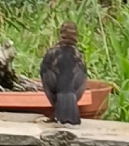 Eurasian Blackbird