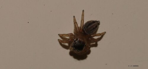 White Garland House Hopper