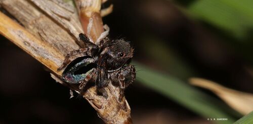 Variable Peacock Spider