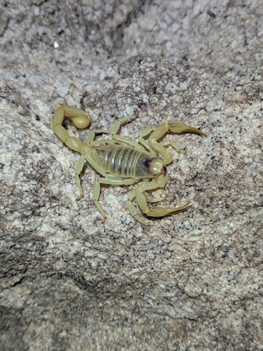 Desert Hairy Scorpion