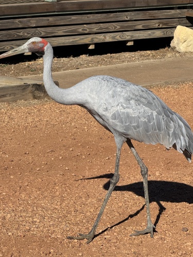 Brolga