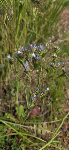 winged sea-lavender