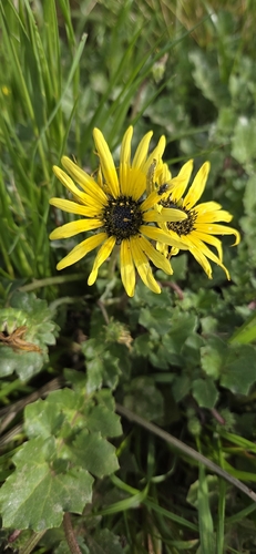 Capeweed