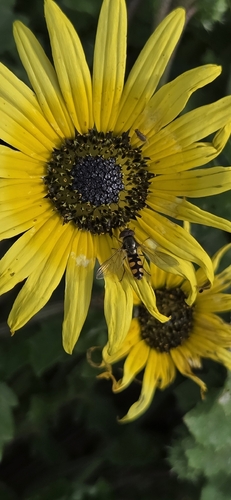 Common Halfband