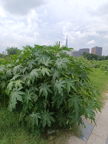 castor bean