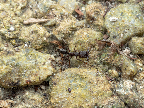 Common Oriental Trap-jaw Ant