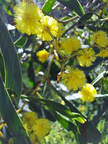 Golden Wattle