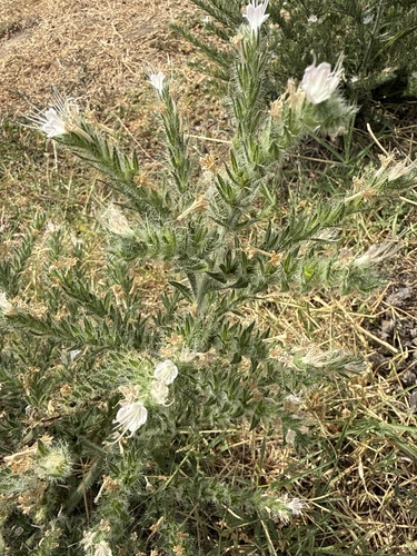 Pale Bugloss