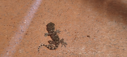 Moorish Gecko