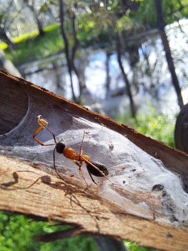 Black-headed Sugar Ant