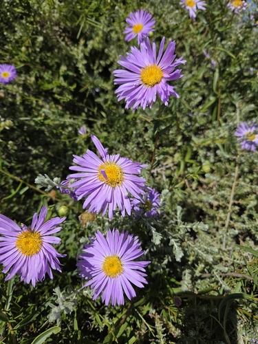 Pembertonia latisquamea