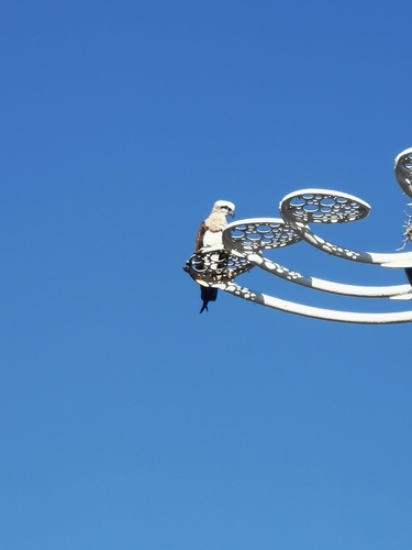 Osprey