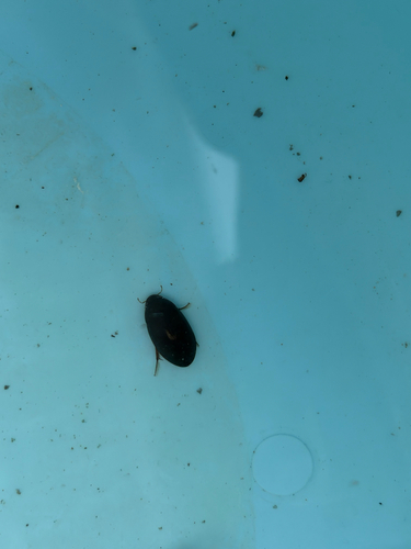 Sternolophus rufipes