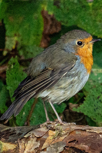 European Robin