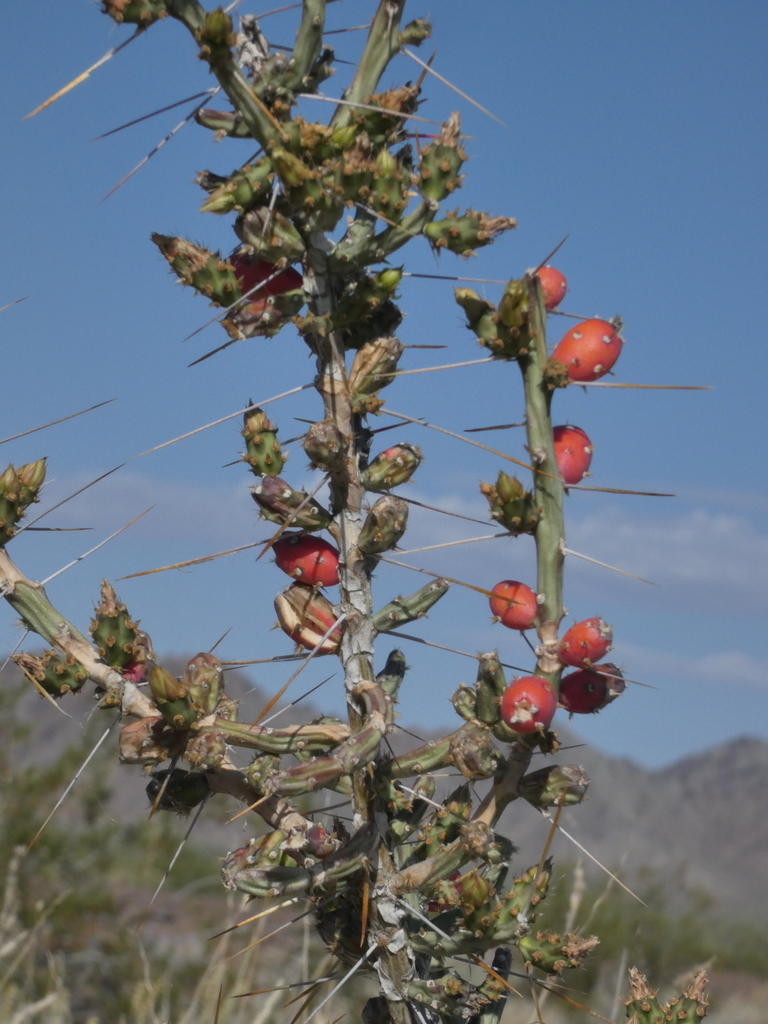Christmas cholla (Cylindropuntia leptocaulis)  iNaturalist