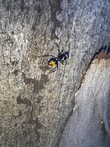 Golden-tailed Sugar Ant