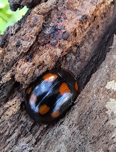 Paropsisterna beata