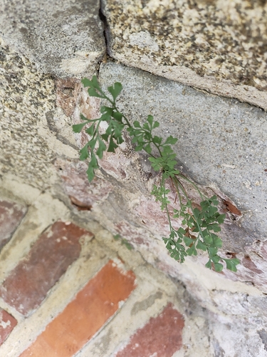 wall-rue