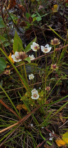 marsh grass-of-Parnassus
