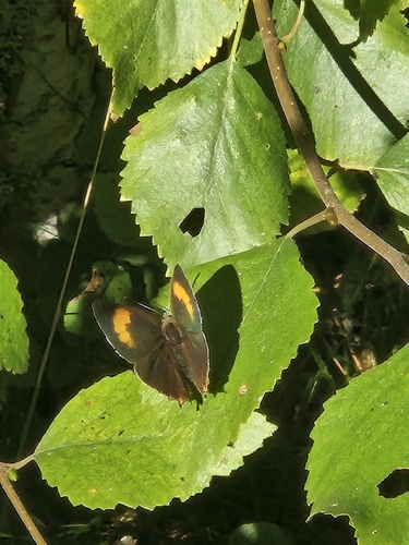 Brown Hairstreak