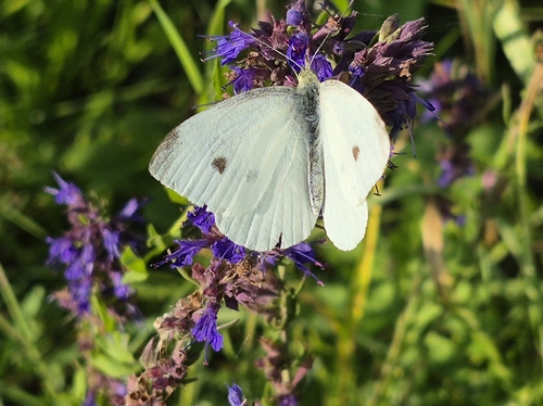 Small White