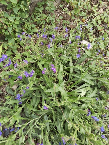 common alkanet