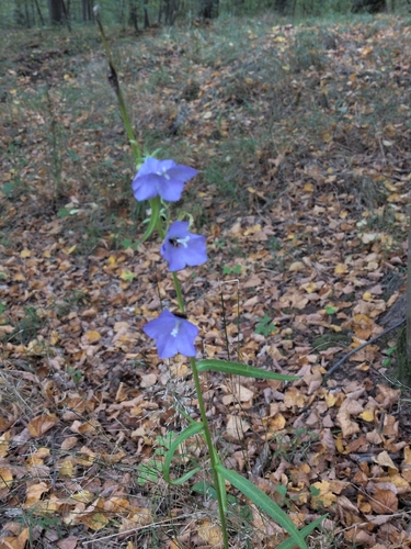 Peach-leaved Bellflower