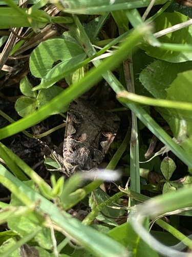 Setaceous Hebrew Character
