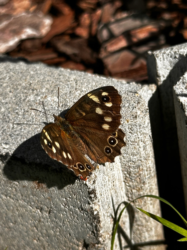 Speckled Wood