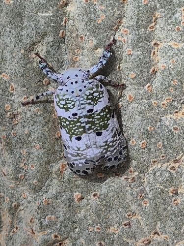 Mottled Avocado Bug