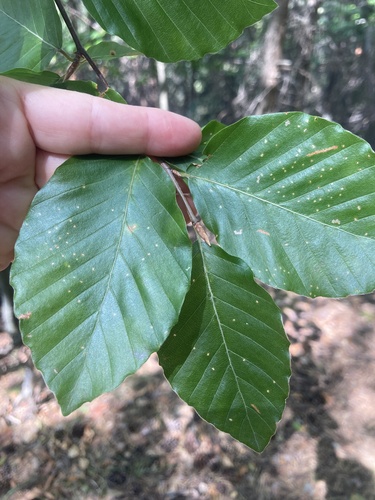 European beech