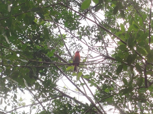 Red Fody