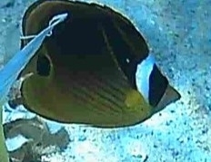 Raccoon Butterflyfish