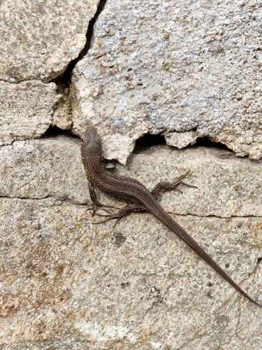 Sand Lizard
