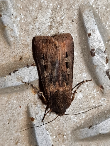 Bogong Moth