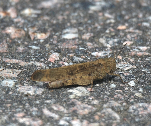 Carolina Grasshopper