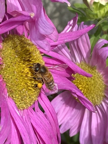 Western Honey Bee