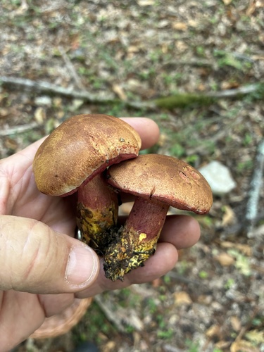 Crimson Bolete
